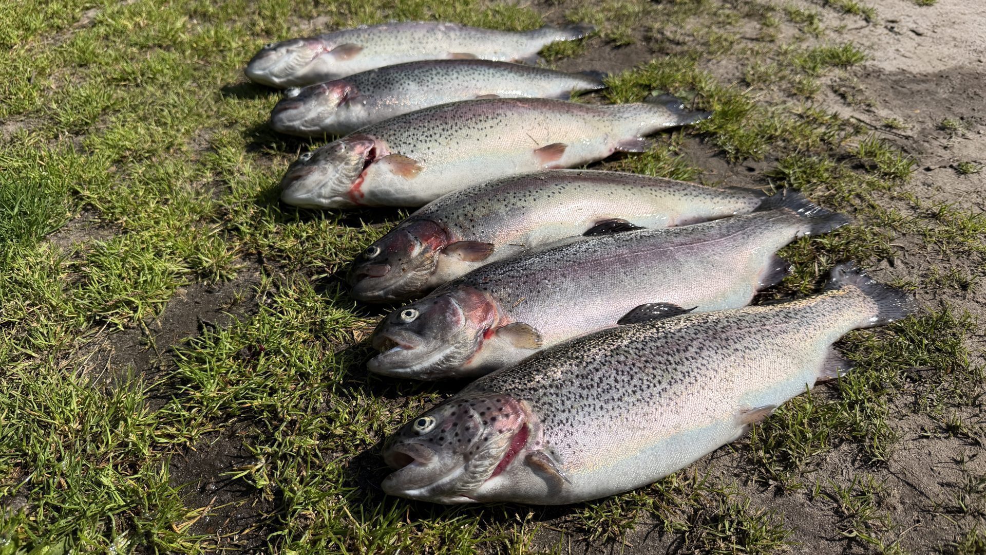 Seks regnbueørreder fra bonanza-fisketur